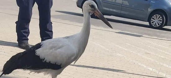 REGION: Nietypowe zadanie dla policjantów (FOTO)