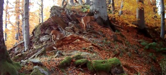 BIESZCZADY: Młody ryś podąża za mamą. Uroczy kociak! (VIDEO)
