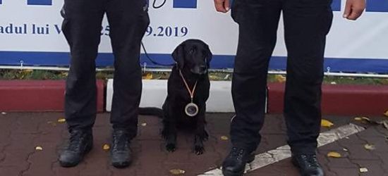 Labradorka Gina najlepsza w międzynarodowych mistrzostwach psów (ZDJĘCIA)