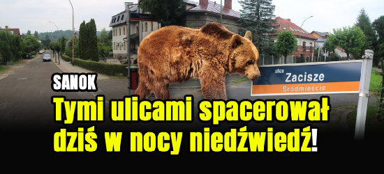 Niedźwiedzica spacerowała w centrum Sanoka. Jaki czeka ją los?
