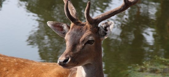 Jesienią aktywność dzikiej zwierzyny wzrasta. Uważajmy