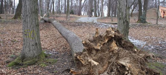 SANOK: Niebezpiecznie w parku. Spadają kolejne drzewa! (ZDJĘCIA)