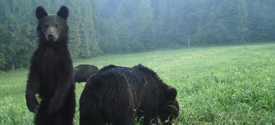 BIESZCZADY: Leje okrutnie… mokną żubry i niedźwiedzie (ZDJĘCIA)
