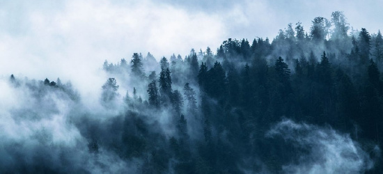 Opuścił wesele i udał się do lasu. Nocne poszukiwania