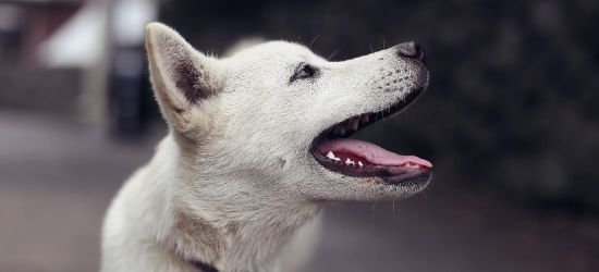 Podróżujesz za granicę z pupilem? Pamiętaj o niezbędnych dokumentach!