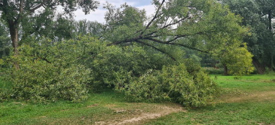 SANOK. Olbrzymie drzewo spadło na popularną ścieżkę! (ZDJĘCIA)