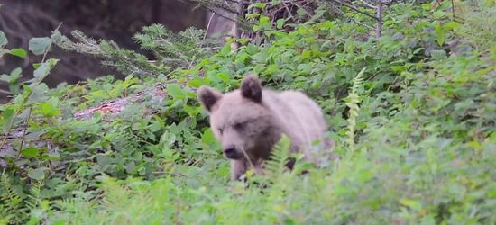 Nie samym miodem misiek żyje. Jeżyny też smaczne (VIDEO)