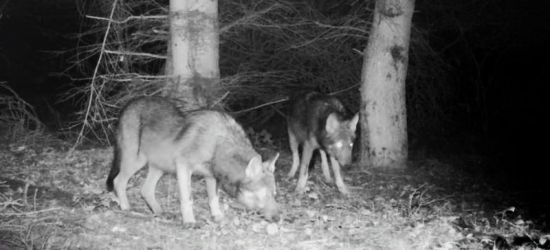 BIESZCZADY: Nocą w krainie wilka. ZOBACZ VIDEO!