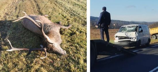 LUTCZA. Zderzenie z potężnym jeleniem. Przód busa zmiażdżony (ZDJĘCIA)