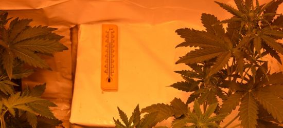 Pokaźna uprawa konopi. Zabezpieczyli 2 kg marihuany (ZDJĘCIA)