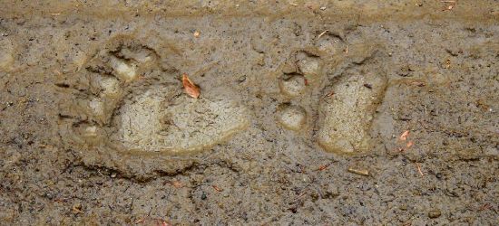 BIESZCZADY: Ślady tych osobników mówią, że przyszedł czas pobudki (FOTO)