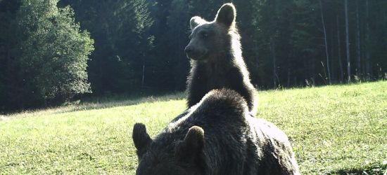 Niedźwiedzie. Piękne, ale i groźne zwierzęta (FOTO)