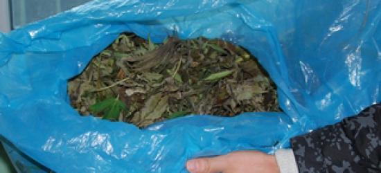 REGION: Zabezpieczyli ponad 3 kg marihuany