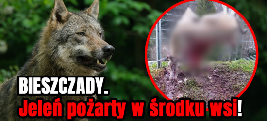 BIESZCZADY. Atak wilków w centrum wsi! Jeleń pożarty na barierkach (DRASTYCZNE FOTO)