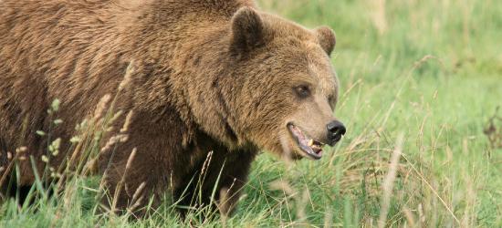 BIESZCZADY: Niedźwiedzie budzą się z zimowego snu. Policja apeluje o ostrożność