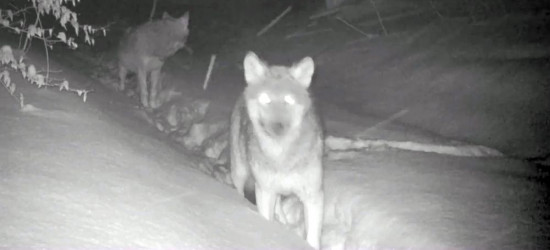 BIESZCZADY: Było polowanie. Wataha ucztowała pod osłoną nocy (VIDEO)