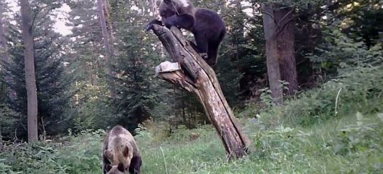 BIESZCZADY: Omijajcie opuszczone sady! To ulubione miejsca miśków! (VIDEO)