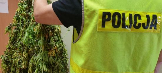 PODKARPACIE. Zlikwidowano nielegalną uprawę konopi