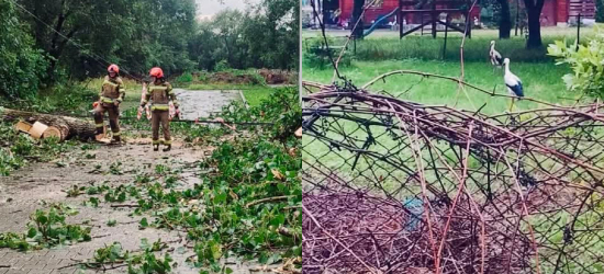 Nawałnica nad powiatem leskim. Burza zniszczyła gniazdo! Strażacy ruszyli na ratunek bocianom [ZDJĘCIA]