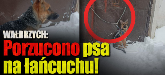 Porzucił psa na łańcuchu. Zwierzę stało na mrozie w trakcie śnieżycy