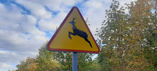 UWAGA! Dzikie zwierzęta wybiegają na drogę!