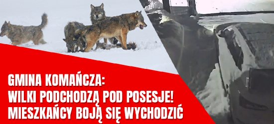 GMINA KOMAŃCZA. Wilki widziane na prywatnej posesji [ZOBACZ VIDEO]