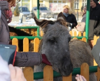 SANOK: Trwają przygotowania do spotkania wigilijnego na sanockim rynku (ZDJĘCIA,TRANSMISJA VIDEO)