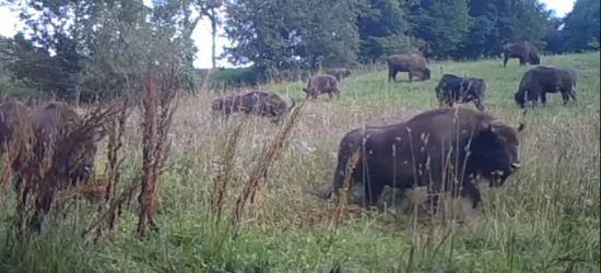 BIESZCZADY: Okazałe stado baligrodzkich żubrów (VIDEO)