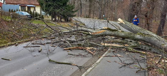 PODKARPACIE. Wypadek przy wycince drzew. Jedno z nich spadło przed jadących rowerzystów