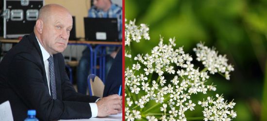 POWIAT SANOCKI: Inwazyjna roślina. Dyskusja na sesji rady (VIDEO)
