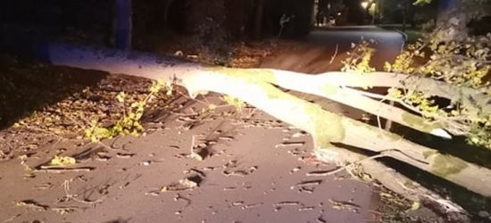 Wandale wycięli 6-metrową lipę w centrum. Przy stadionie obalili sosnę