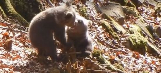 Zapasy w bieszczadzkim lesie. Zmagania niedźwiadków pod czujnym okiem mamy (VIDEO)