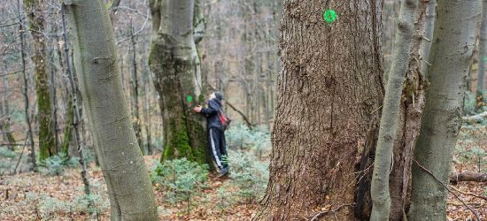 BIESZCZADY: Leśnicy kontra aktywiści. Ekolodzy przeciw wycince w Mucznem