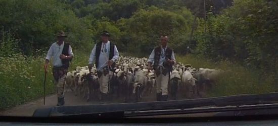 Takie rzeczy tylko w Bieszczadach! ZOBACZ korek… bieszczadzki (VIDEO)