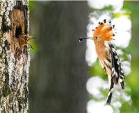 BIESZCZADY: Życie lasu zaklęte w kadrach. Znamy wyniki konkursu fotograficznego!