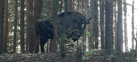 CZASZYN: Żubr prężył się tuż przy drodze wojewódzkiej (ZDJĘCIA)
