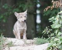BIESZCZADY: Niczym duch, przemknie czasem wilk… za plecami leśniczego z Polanek (FILM)
