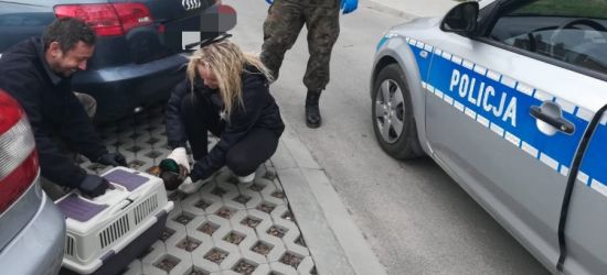 Mundurowi uratowali rannego ptaka (ZDJĘCIA)