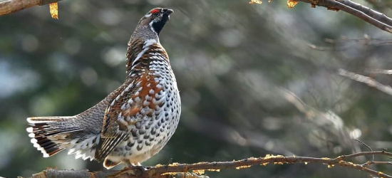 BIESZCZADY: Przedwiośnie w dolinach. Poznajesz tego ptaka? (ZDJĘCIA)