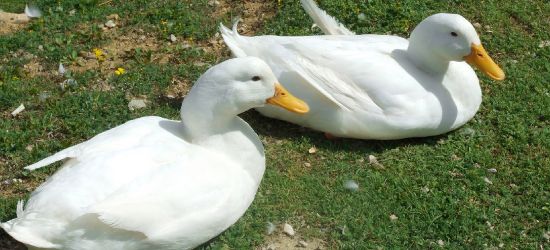 POWIAT BRZOZOWSKI: 34-latek ukradł i zjadł dwie kaczki