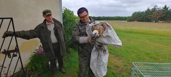 Sęp odzyska wolność w Bieszczadach (ZDJĘCIA)