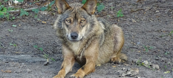Uwaga na wilki i niedźwiedzie! Gmina apeluje o ostrożność