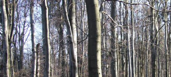 Mała retencja zatrzyma wodę w lesie