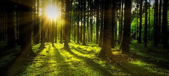 Lasy Państwowe pomagają w walce z epidemią