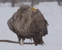 BIESZCZADY: Niesamowite nagranie video z bieszczadzkiego lasu. Żerujący bielik (FILM)