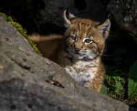BIESZCZADY: Rysiczka była wycieńczona. Kociaka uratowali leśnicy (ZDJĘCIA)