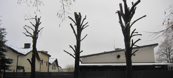 Pielęgnacja czy okaleczenie? Wpływają skargi (ZDJĘCIA)