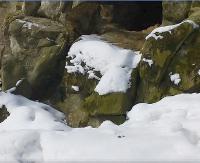 BIESZCZADY: Nawet żbik w taką pogodę woli zostać w domu (FILM)