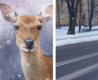 Dzika zwierzyna w centrum Sanoka. Sarna wbiegła pod koła osobówki