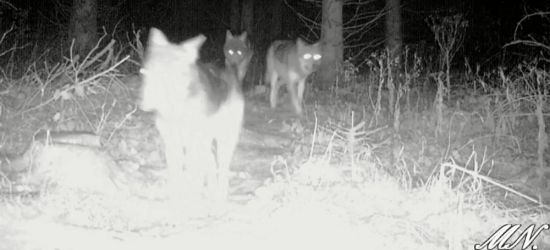BIESZCZADY: Łańcuch pokarmowy. Zima to idealna pora dla wilka (VIDEO)